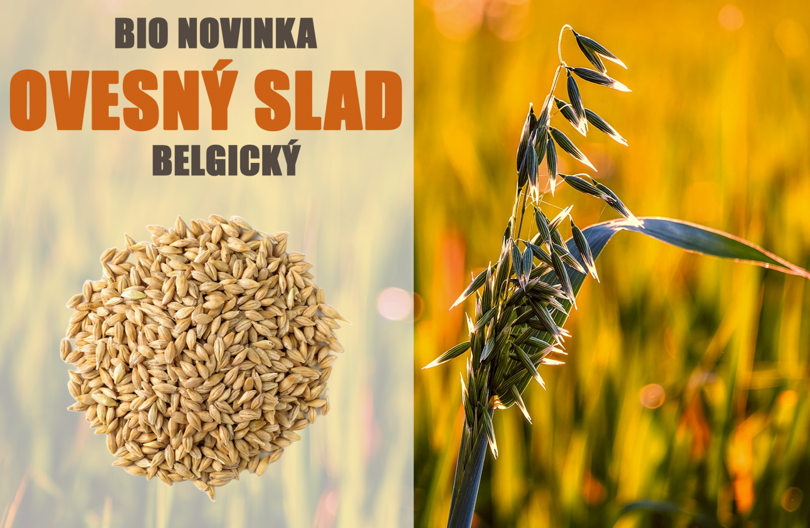 Ovesný slad - BIO - Obrázek