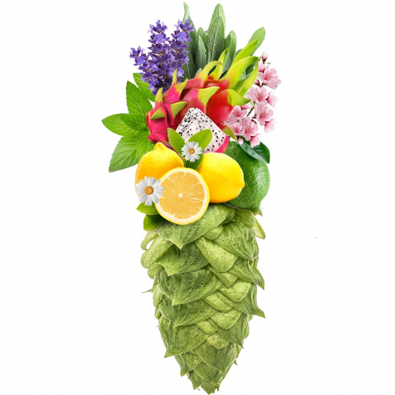 Produkt - Chmel Ella (Austrálie)