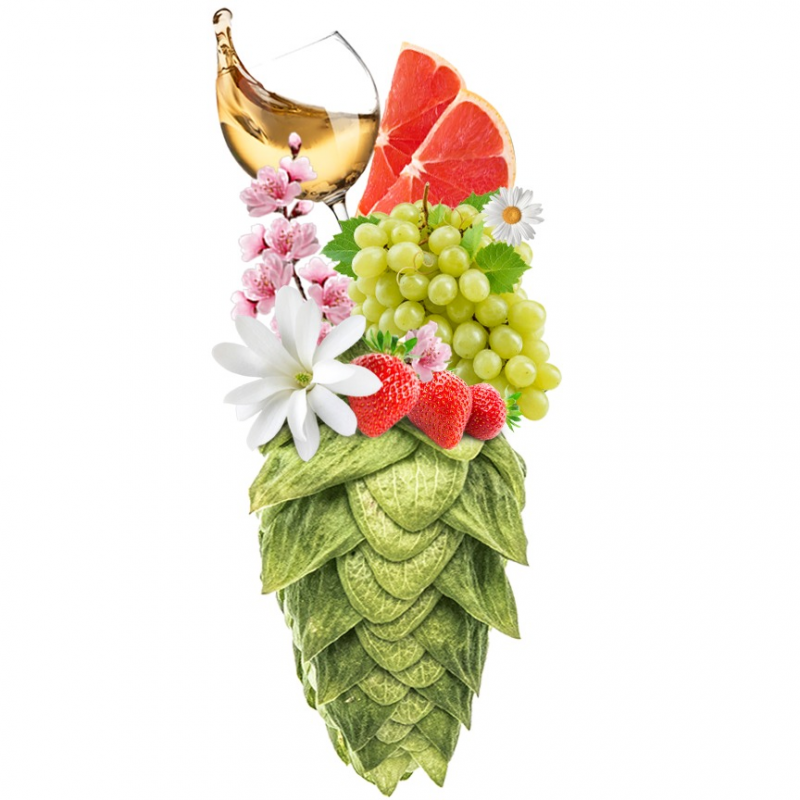 Produkt - Chmel Hallertau Blanc (Německo)