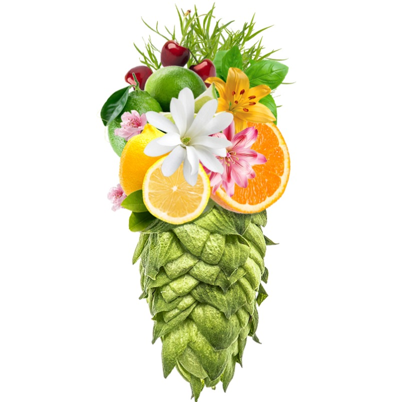 Produkt - Chmel Hallertau Tradition (Německo)