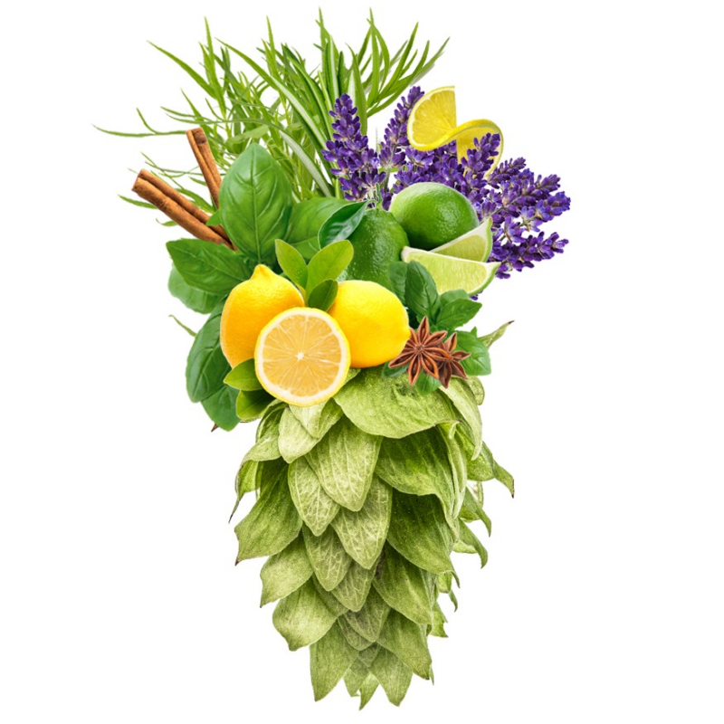 Produkt - Chmel Chinook (USA)