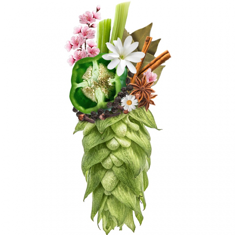 Produkt - Chmel Magnum (Německo)