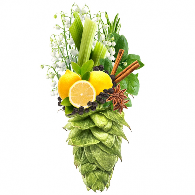 Produkt - Chmel Summit (USA)