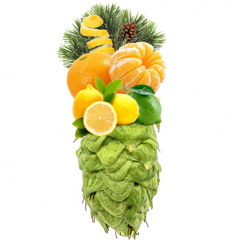 Produkt - Chmel Eclipse (Austrálie)