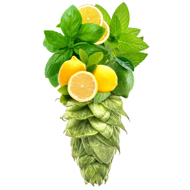 Produkt - Chmel Saaz Late (Česká republika)