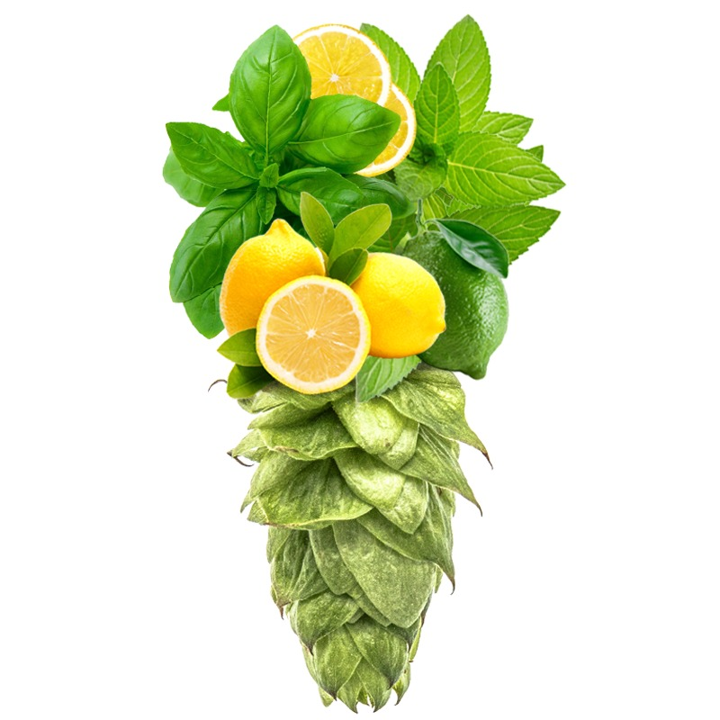 Produkt - Chmel Saaz Late (Česká republika)