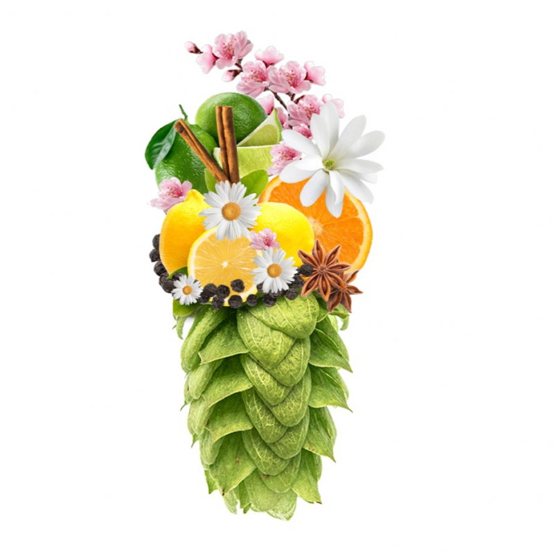 Produkt - Chmel Hallertau Mittelfrüh (Německo)