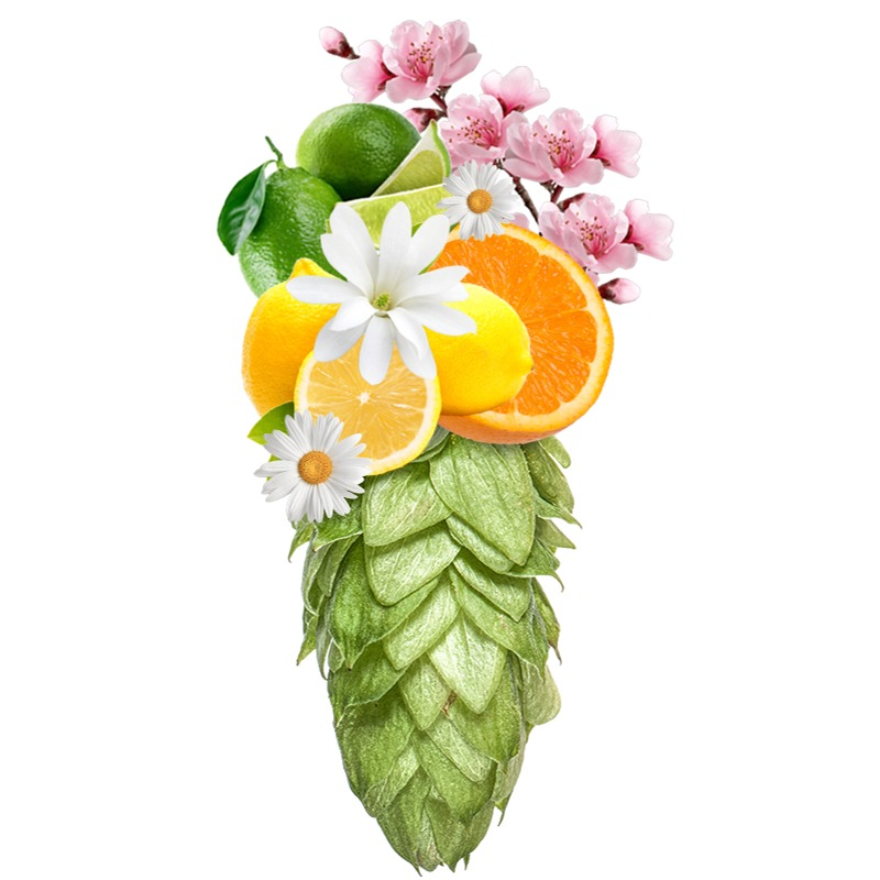 Produkt - Chmel Motueka (Nový Zéland)