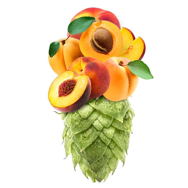 Produkt - Chmel Wai-iti (Nový Zéland)