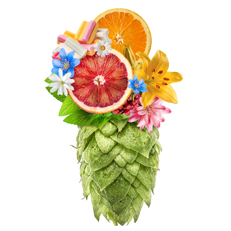 Produkt - Chmel Idaho Gem (USA)