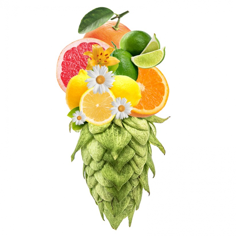 Produkt - Chmel Centennial (USA)