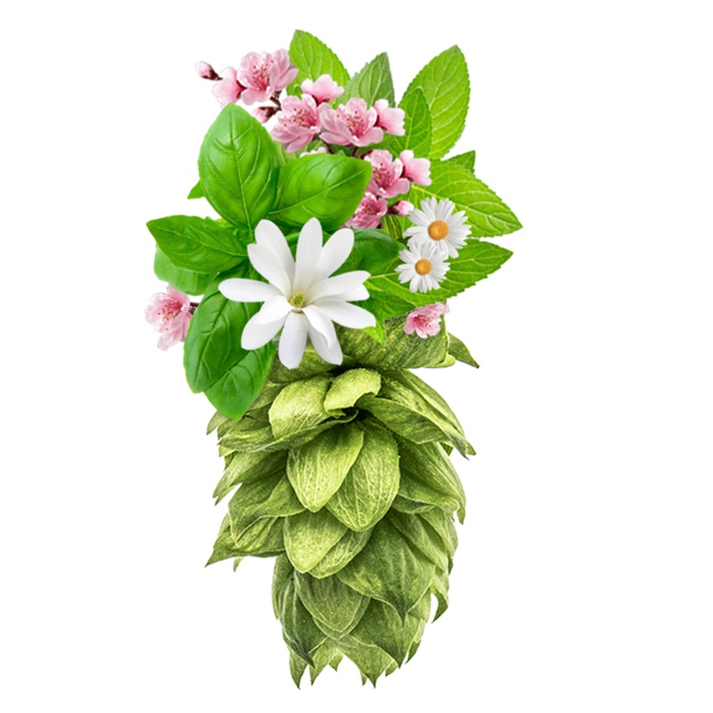 Produkt - Chmel Saaz Shine (Česká republika)