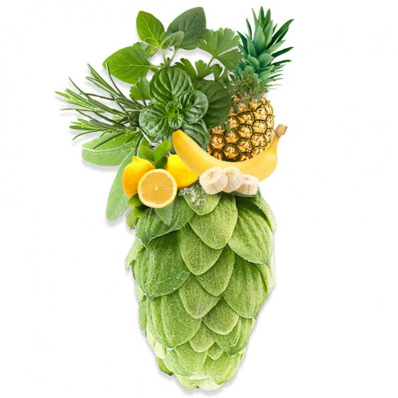 Produkt - Chmel Pluto (Česká republika)