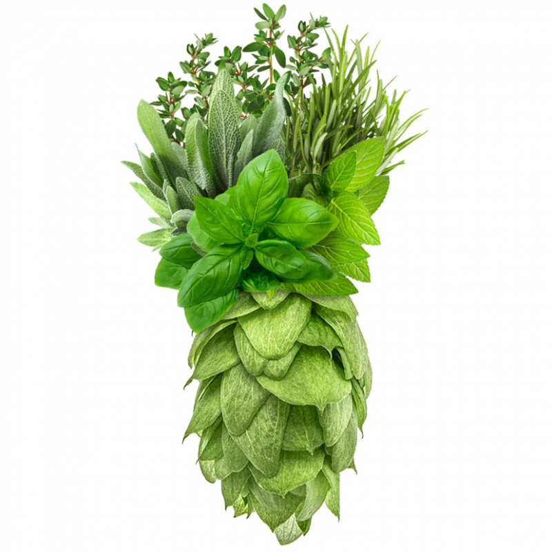 Produkt - Chmel Saaz Brilliant (Česká republika)