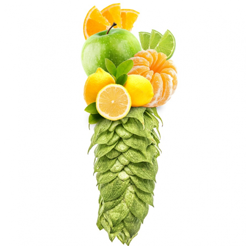 Produkt - Chmel Comet (Německo)