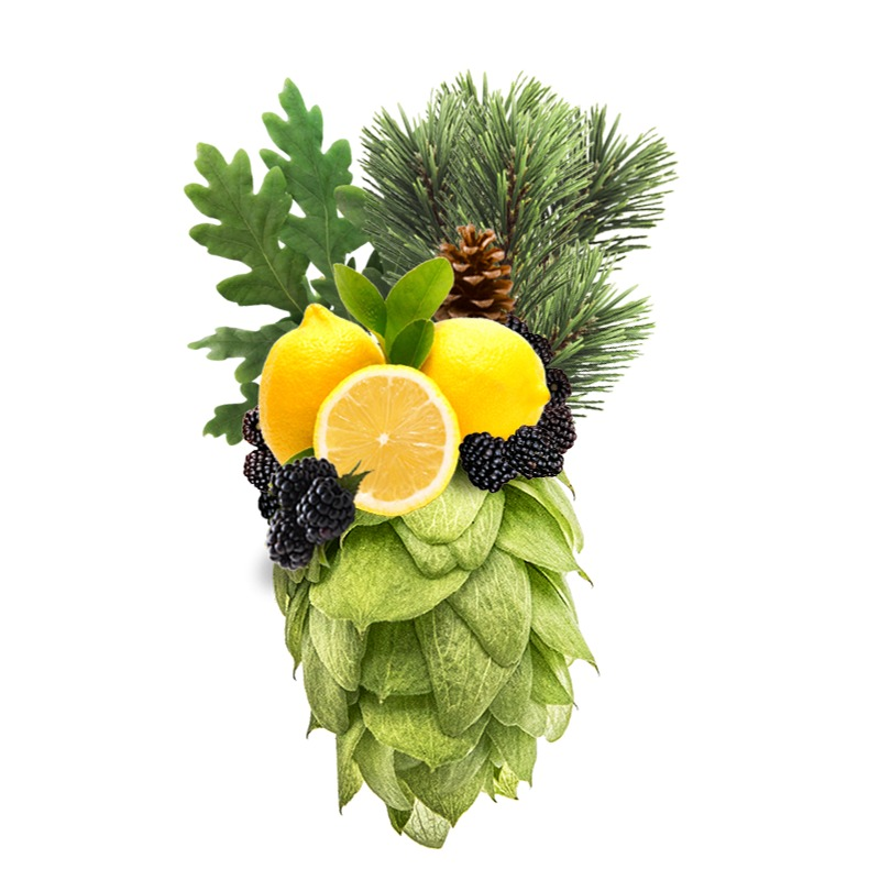 Produkt - Chmel Pacific Gem (Nový Zéland)