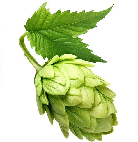 Podkategorie - Čerstvý chmel